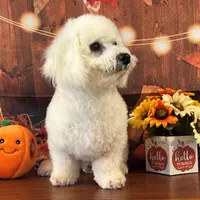 Brody, a male Bichon Frise for sale in Cincinnati, OH – Photo 2 of 3