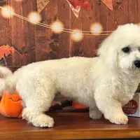 Brody, a male Bichon Frise for sale in Cincinnati, OH – Photo 3 of 3