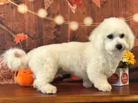 processed/0883cec2-9c27-4996-9b61-42a4f6e6d9a5/listing/5ef5004a-cc12-4840-a11b-533399703ddd/cddc89a7-c0ba-43c9-8bd8-8ee820d8fd0e