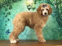 Raya, a female Poodle - Miniature  for sale in Cincinnati, OH – 3 of 10