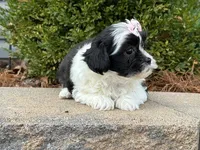 Oakley, a female Shichon for sale in Cincinnati, OH – Photo 1 of 2