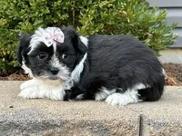 Oakley, a female Shichon for sale in Cincinnati, OH – Photo 2 of 2