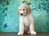 Duke, a female Goldendoodle for sale in Lexington, KY – 2 of 3