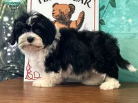 Buck, a male Shichon for sale in Cincinnati, OH – 1 of 3