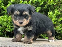 Zip, a male Bichon Frise and Yorkshire Terrier for sale in Florence, KY – Photo 2 of 3