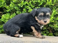 Zip, a male Bichon Frise and Yorkshire Terrier for sale in Florence, KY – Photo 3 of 3