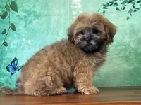 Froggy, a male Shichon for sale in Lexington, KY – 3 of 3