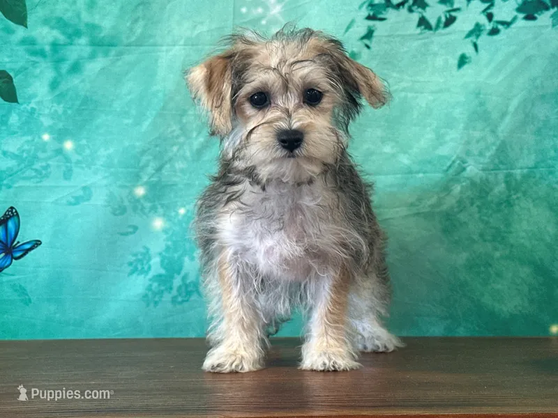 Java – Bichon Frise, Yorkshire Terrier puppy for sale in Lexington, KY