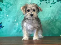Java, a female Bichon Frise and Yorkshire Terrier for sale in Lexington, KY – 1 of 3