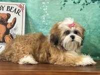 Reba , a female Shih Tzu for sale in Cincinnati, OH – 3 of 3