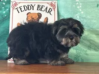 Stormy, a male Bichon Frise and Yorkshire Terrier for sale in Cincinnati, OH – 3 of 3