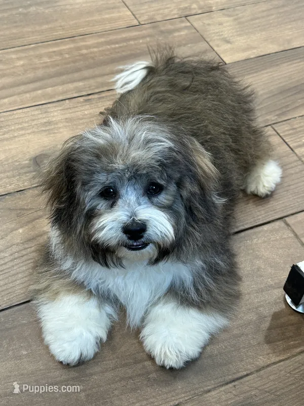 Waffles – Shichon puppy for sale in Cincinnati, OH