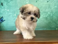 Boone, a male Shichon for sale in Cincinnati, OH – 2 of 3