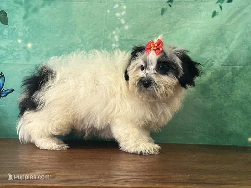 Patsy – Shichon puppy for sale in Cincinnati, OH