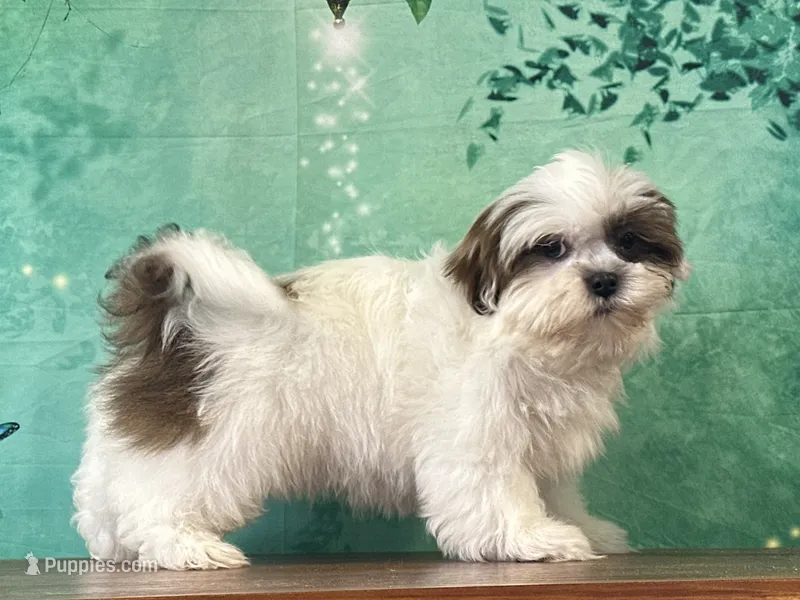 Peanut – Shih Tzu puppy for sale in Lexington, KY