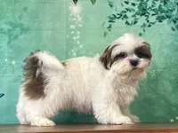 Peanut, a male Shih Tzu for sale in Lexington, KY – 1 of 7