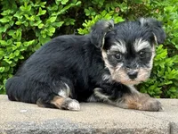 Vader, a male Bichon Frise and Yorkshire Terrier for sale in Lexington, KY – 2 of 3