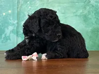 Mulan, a female Poodle - Miniature  for sale in Lexington, KY – 2 of 3