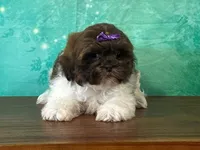 Snickers, a female Shichon for sale in Lexington, KY – 3 of 4
