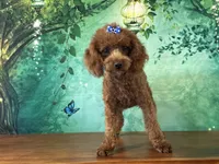 Pixie , a female Cockapoo for sale in Cincinnati, OH – 3 of 6