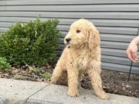 Zara, a female English Goldendoodle for sale in Louisville, KY – Photo 1 of 3