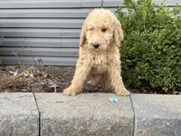 Zara, a female English Goldendoodle for sale in Louisville, KY – Photo 3 of 3