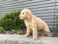 Zara, a female English Goldendoodle for sale in Louisville, KY – Photo 2 of 3