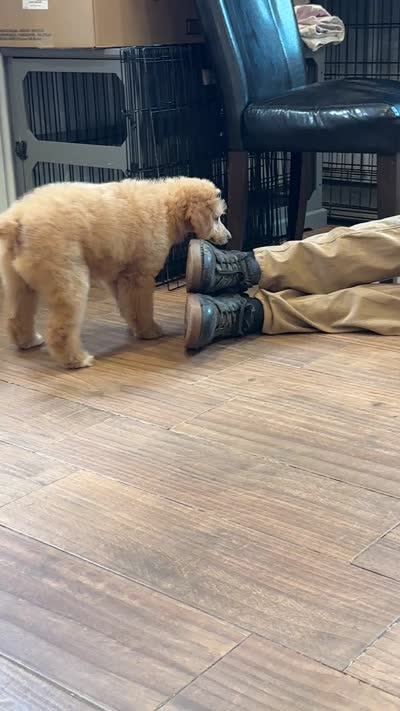 Raya, a female Poodle - Miniature  for sale in Cincinnati, OH – 10 of 10