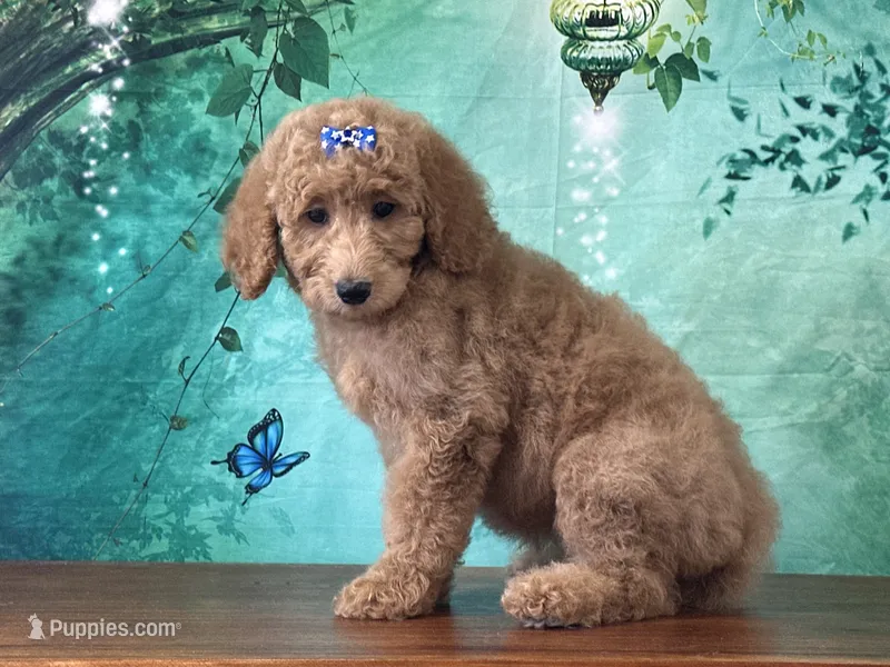 Princess – Goldendoodle puppy for sale in Lexington, KY