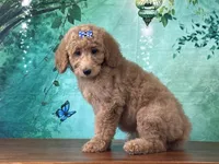 Princess, a female Goldendoodle for sale in Lexington, KY – 1 of 3