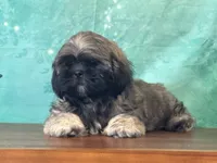 Hann, a male Shih Tzu for sale in Cincinnati, OH – 2 of 3