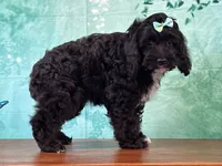 Cloe, a female Cockapoo for sale in Lexington, KY – 2 of 3