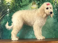 Jewel, a female Goldendoodle for sale in Cincinnati, OH – 3 of 6