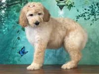 Duchess, a female Goldendoodle for sale in Lexington, KY – 2 of 3
