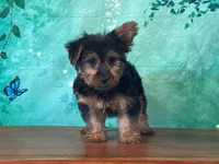 Leo, a male Yorkshire Terrier for sale in Lexington, KY – 2 of 6