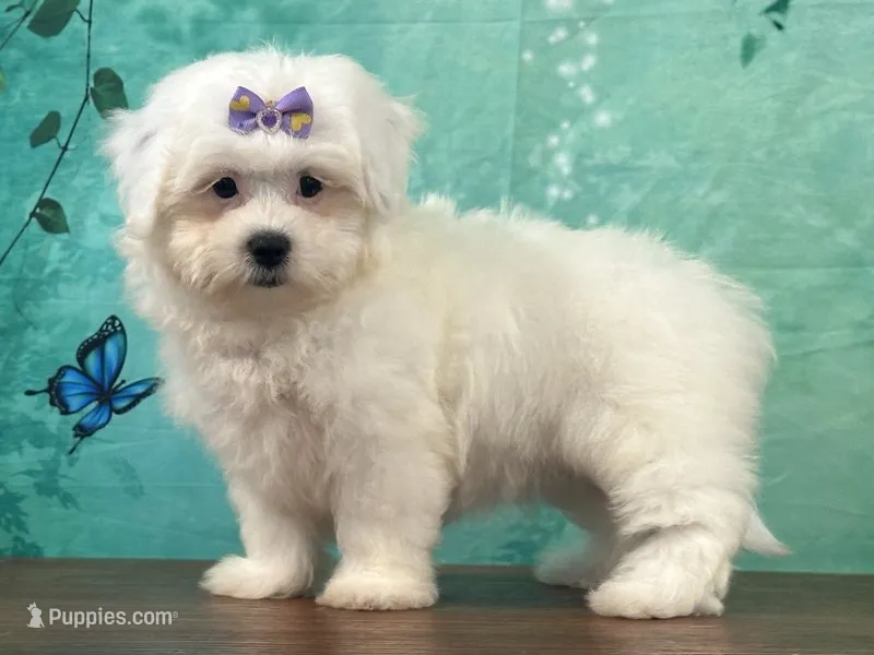 Sugar – Shichon puppy for sale in Cincinnati, OH