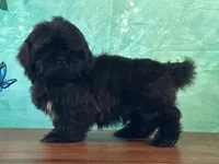 Vader, a male Shih Tzu for sale in Cincinnati, OH – 2 of 3
