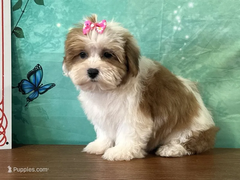 Nellie – Shichon puppy for sale in Cincinnati, OH