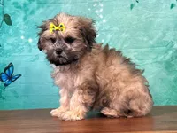 Dolly, a female Shichon for sale in Lexington, KY – 2 of 3
