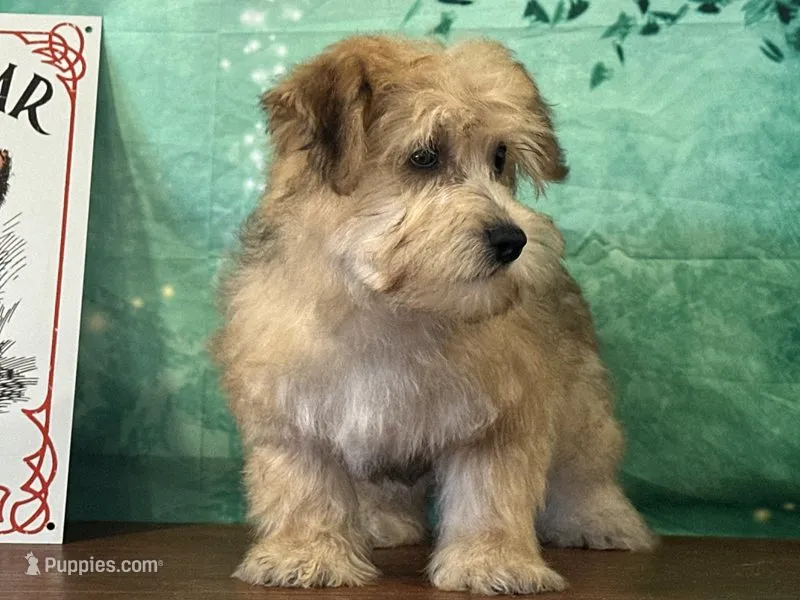 Sunny – Bichon Frise, Yorkshire Terrier puppy for sale in Cincinnati, OH