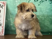 Sunny, a male Bichon Frise and Yorkshire Terrier for sale in Cincinnati, OH – 1 of 3