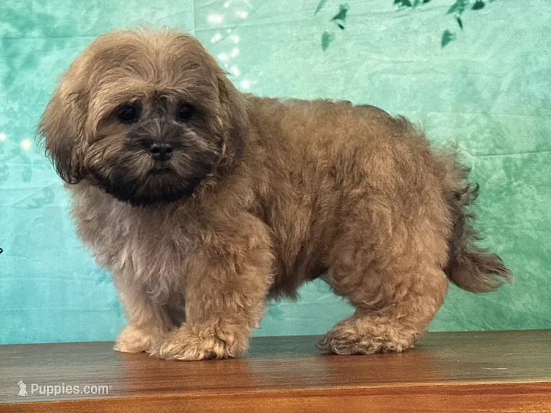 Froggy – Shichon puppy for sale in Lexington, KY