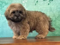 Froggy, a male Shichon for sale in Lexington, KY – 1 of 3