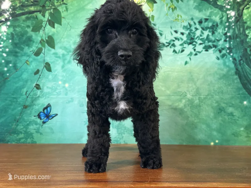 Cowboy – Cockapoo puppy for sale in Lexington, KY