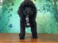 Cowboy, a male Cockapoo for sale in Cincinnati, OH – 1 of 6