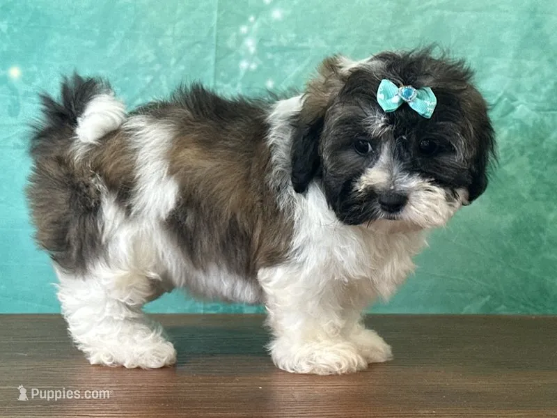 Alaska  – Shichon puppy for sale in Cincinnati, OH