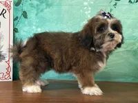Dixie, a male Shichon for sale in Cincinnati, OH – 3 of 3