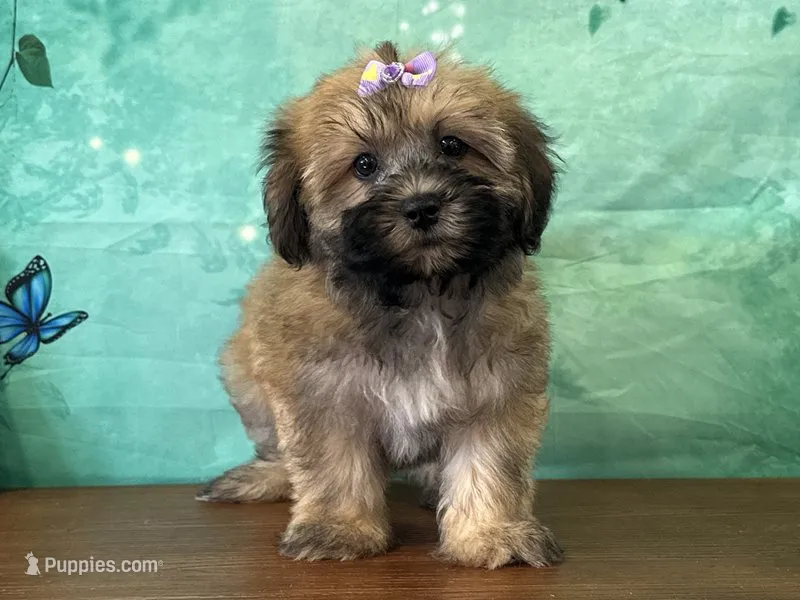 Ellie – Shichon puppy for sale in Cincinnati, OH