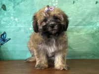 Ellie, a male Shichon for sale in Cincinnati, OH – 1 of 3