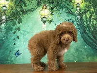 Butters , a male Cockapoo for sale in Lexington, KY – 2 of 4
